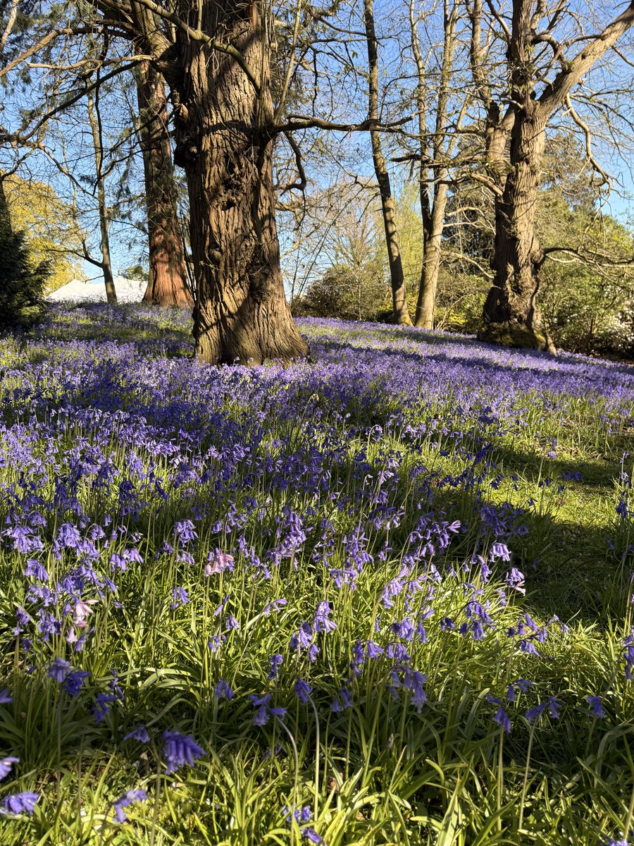 Mr Charley Bear 🐻 tweet media