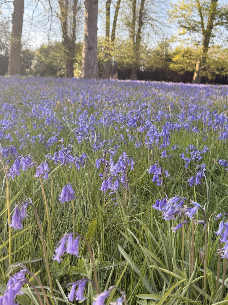 Mr Charley Bear 🐻 tweet media