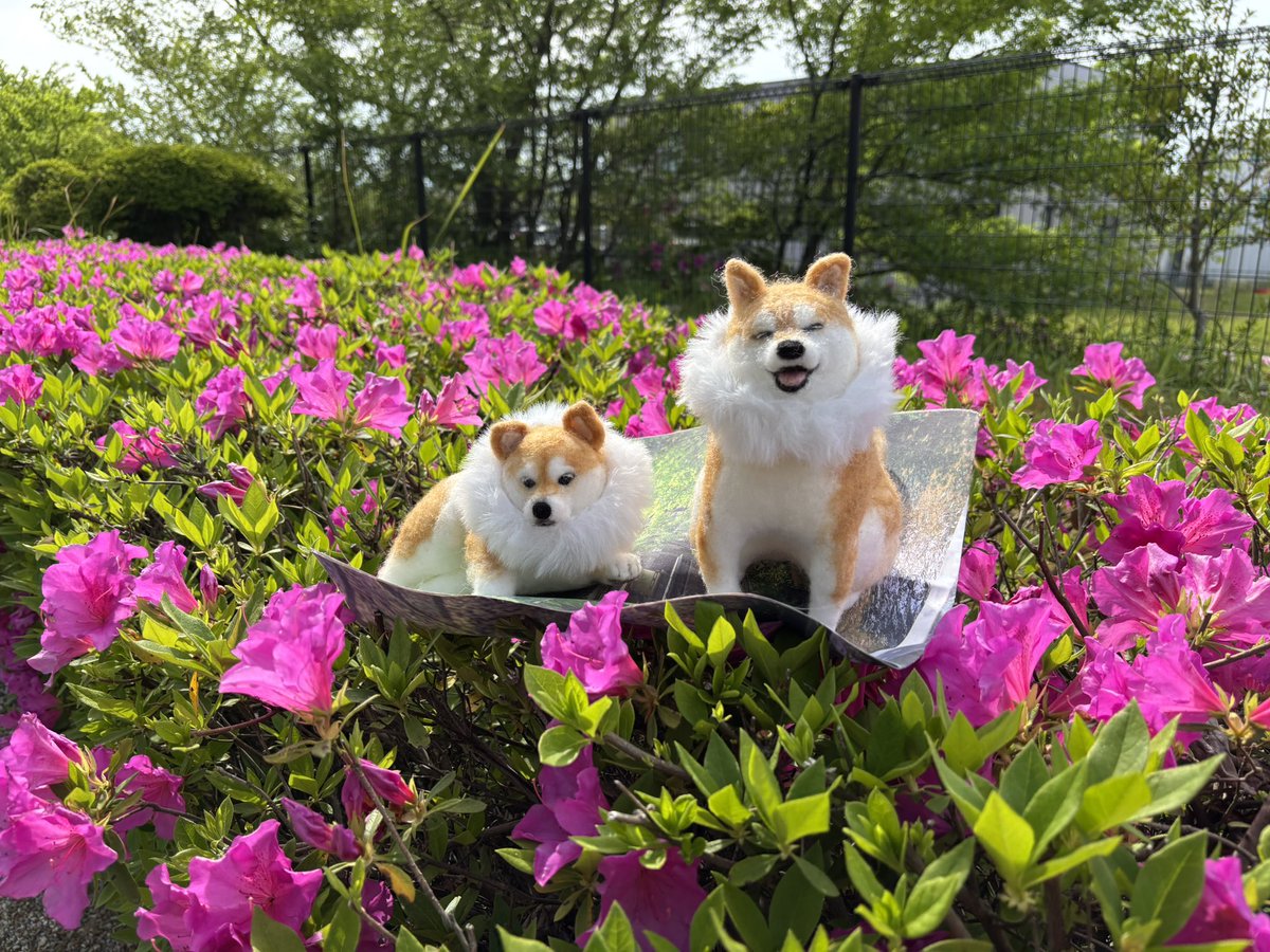 柴犬 ちいちゃん日記 tweet media