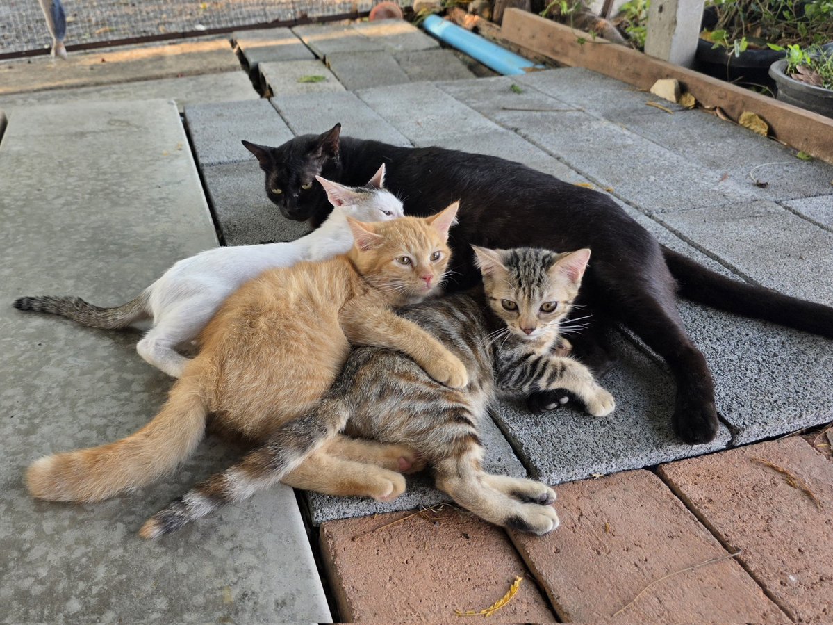 แมวทองมี กวีพเนจร tweet media