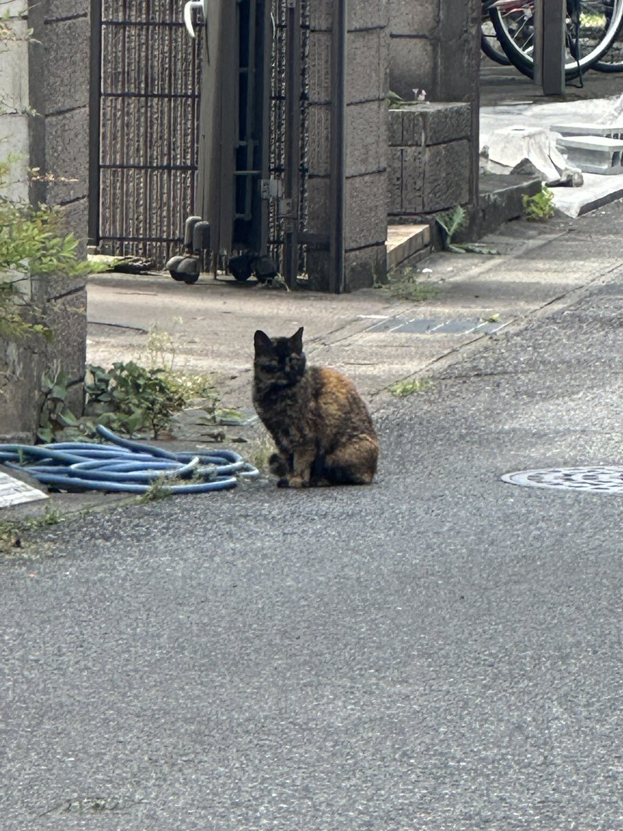株式会社シュトラーレン tweet media