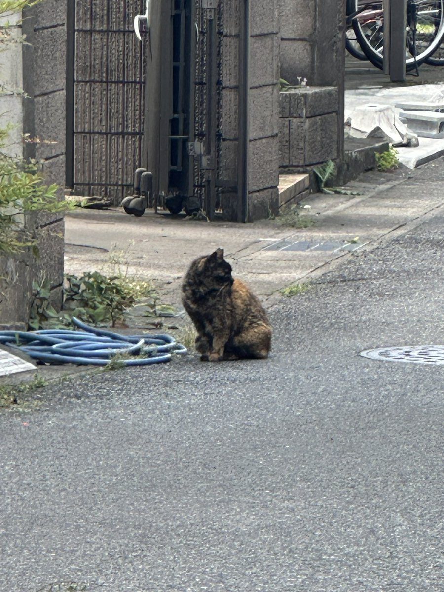 株式会社シュトラーレン tweet media