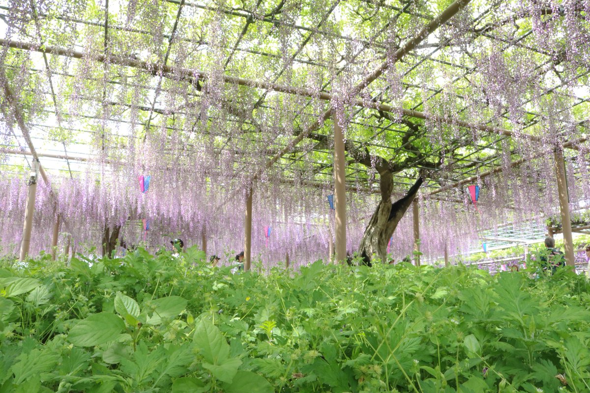 烏賊TECH tweet media