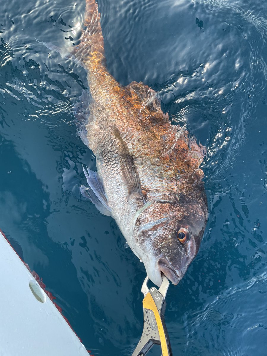 junyamen's tweet photo. 今朝は2キロちょいのタイ一枚で終了でした🎣 https://t.co/DlN3EPf0qz