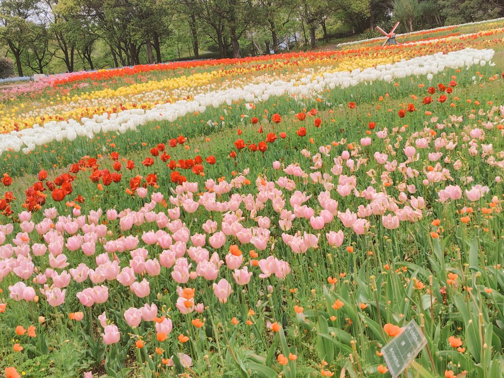 チャッピーに加工してもらった！
チューリップ畑綺麗だった🌷