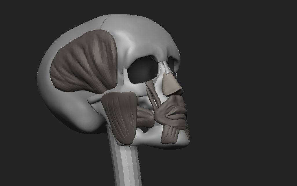 ruwind's tweet image. 鼻を追加して確認したら、口輪筋と唇が薄かったのが違和感の原因っぽかったので厚くして修正。引き続き、目周辺を追加していく。
#ZBrush