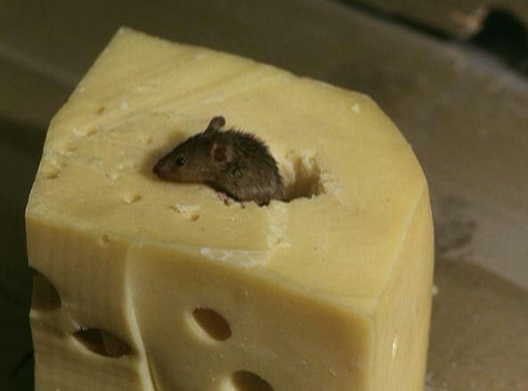 horse dentist tweet media