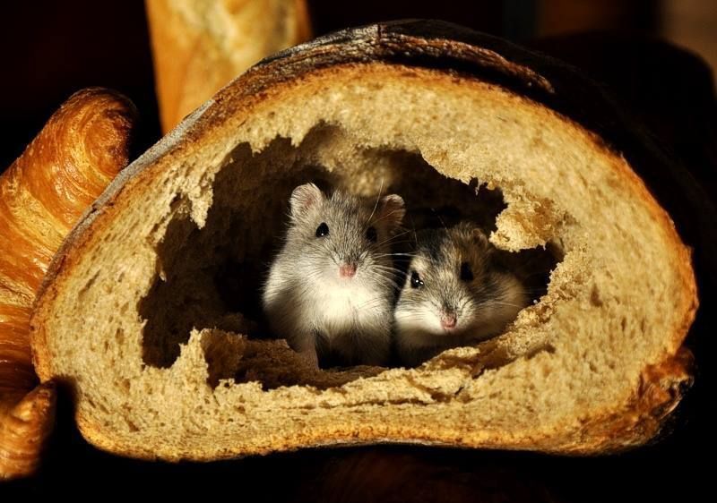 horse dentist tweet media