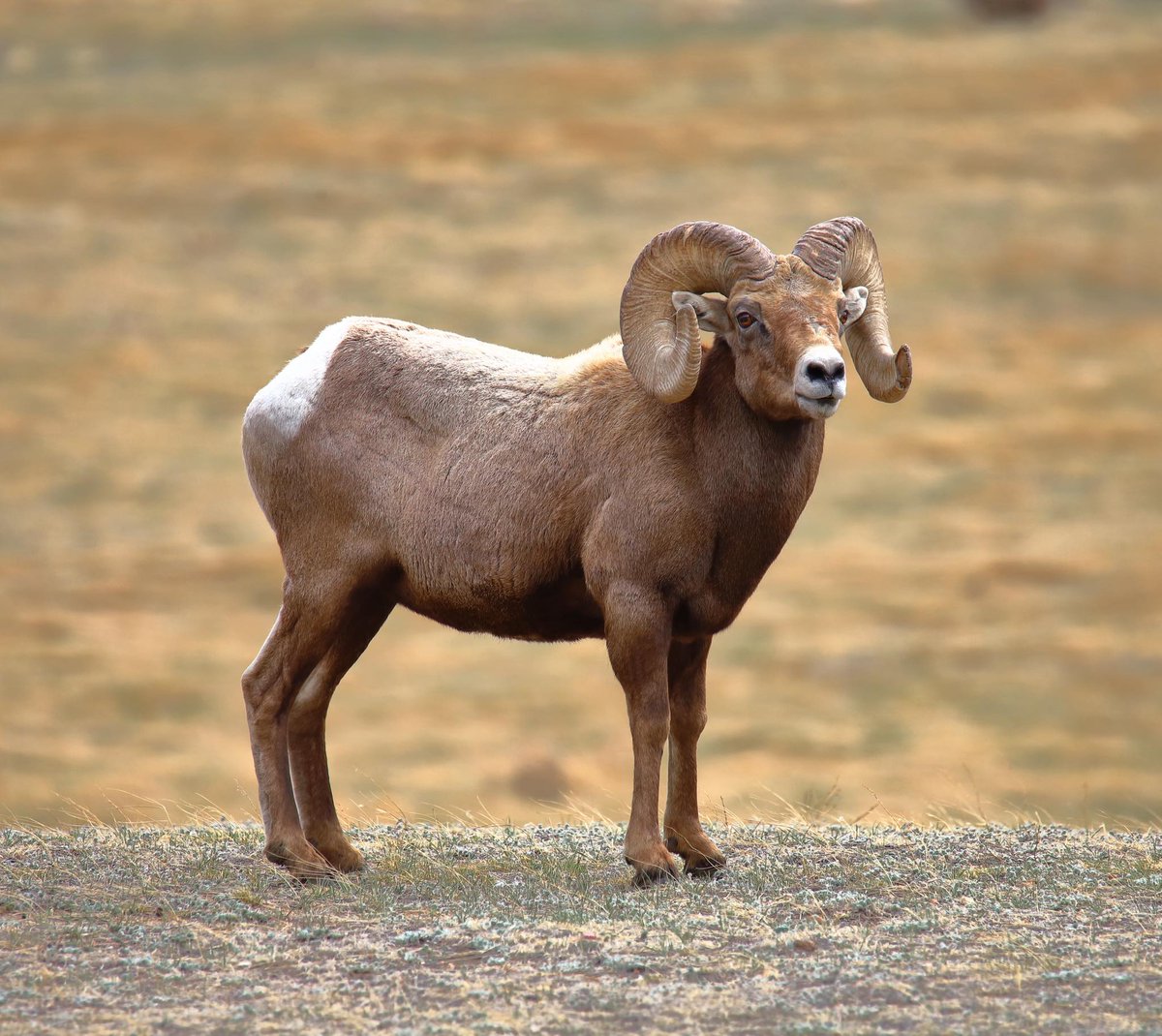 Denver7 News tweet media