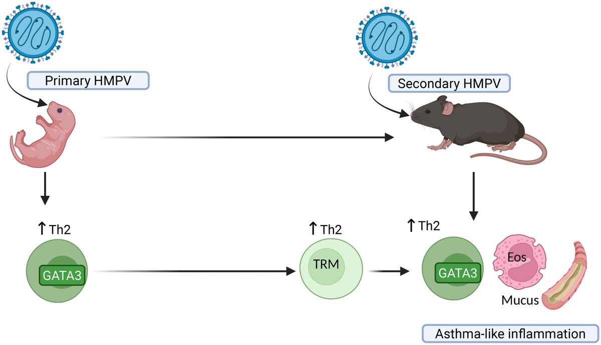 JCI_insight's tweet photo. @ChildrensPgh Early-life viral infection generates pathological tissue-resident memory cells that contribute to asthma-like disease: https://t.co/xZ4ioce29S https://t.co/vgAWAcYiJj