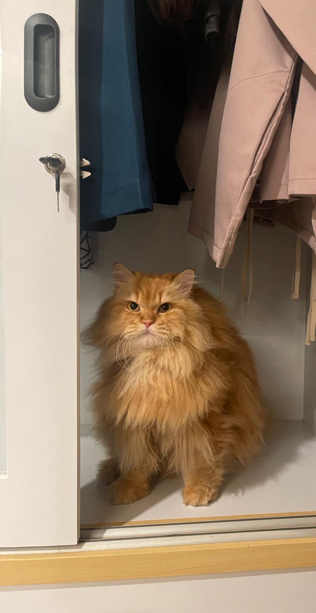 Pico🦁N Krucils tweet media