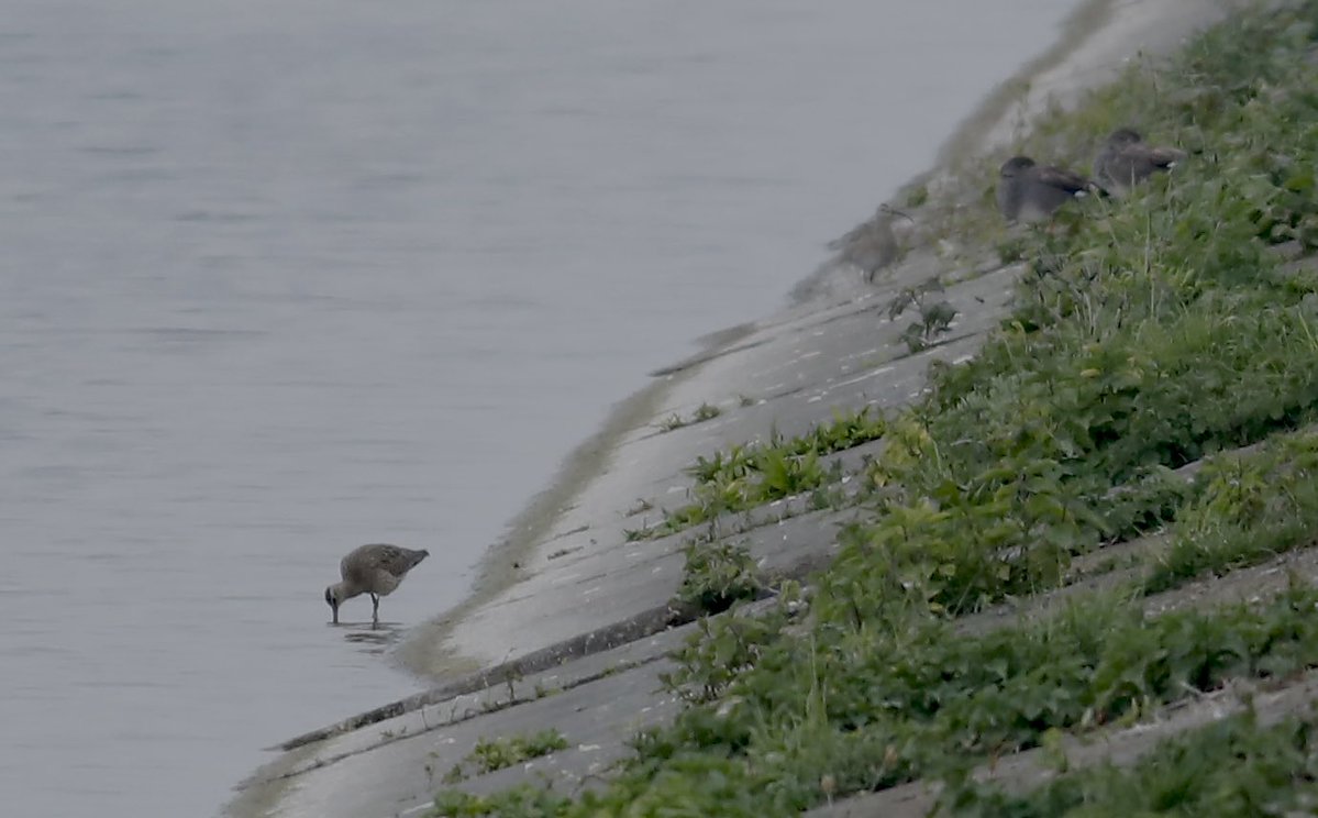 KGV early this morning: 3 Whimbrel, 2 Dunlin, 5 Common Sandpipers, Cuckoo(s), Raven 8 Yellow wags among the highlights of the 64 species seen (Scaup still present 🤷🏼‍♂️)