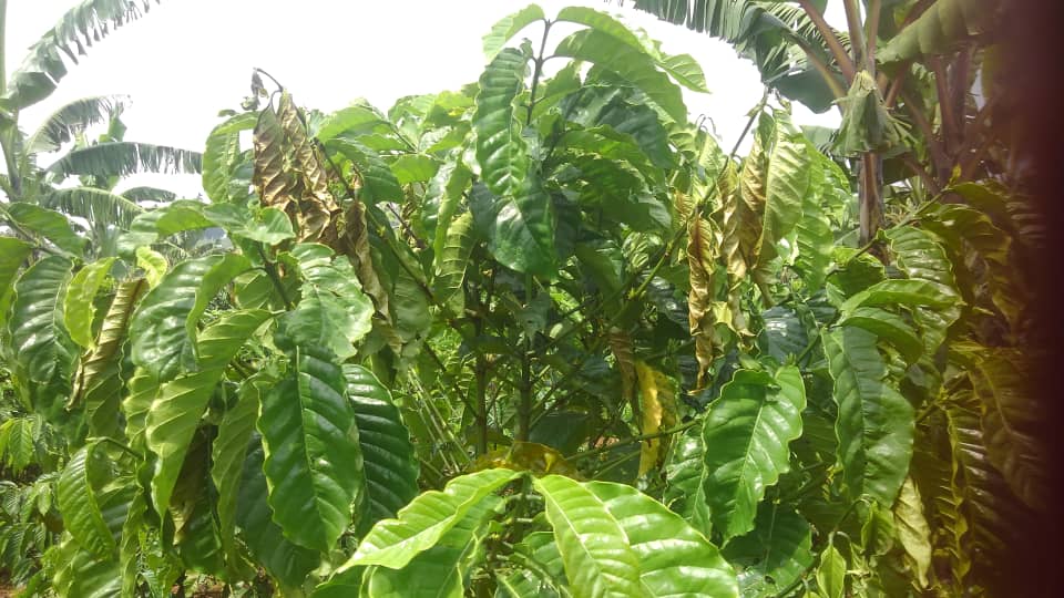 kigzdeus's tweet image. #Coffee twigs affected by the black coffee twig borer (#Xylosandrus compactus).
Farmers are advised to always cut off the affected twigs as early as possible to stop the insect pest from completing its life cycle (28-30 days).
If the infection is very serious, spray with GALIL