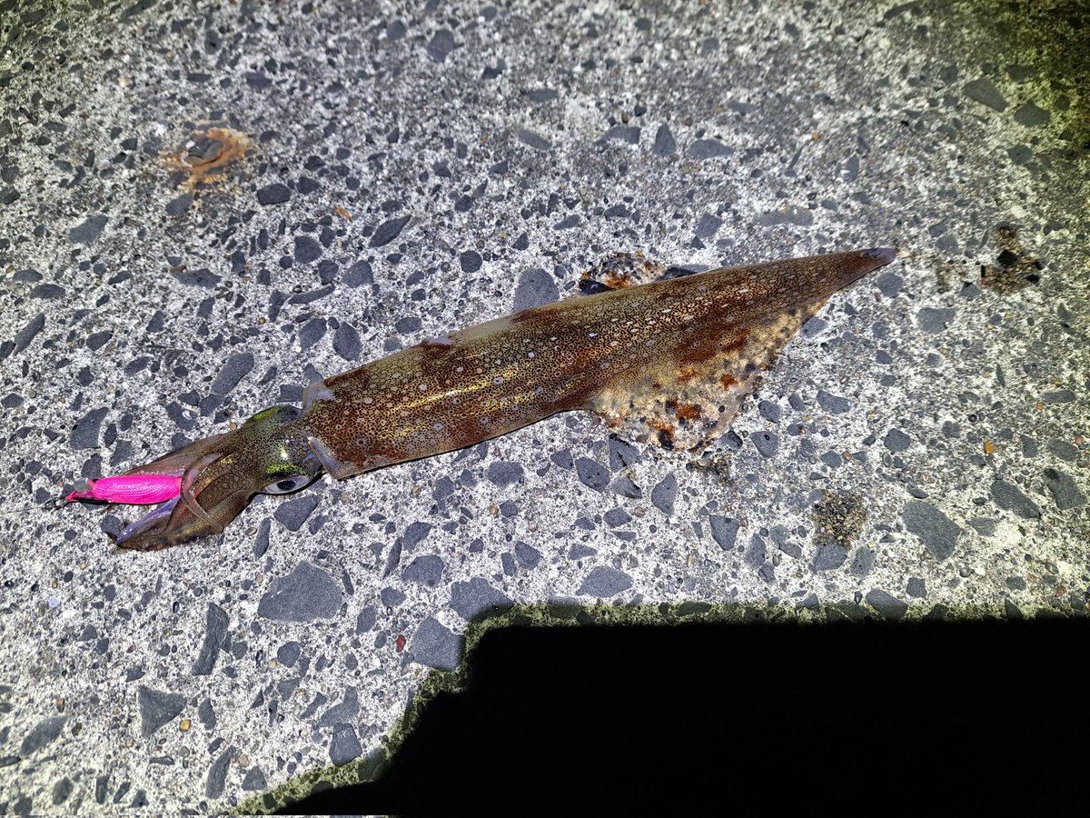 たがし tweet media