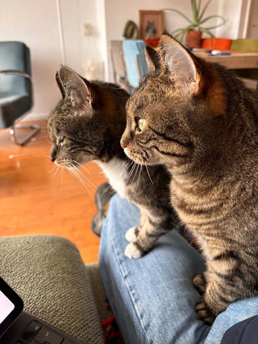 Gijs🐈‍⬛ & Saartje🐈‍⬛ en Antwan🙋🏼‍♂️ tweet media