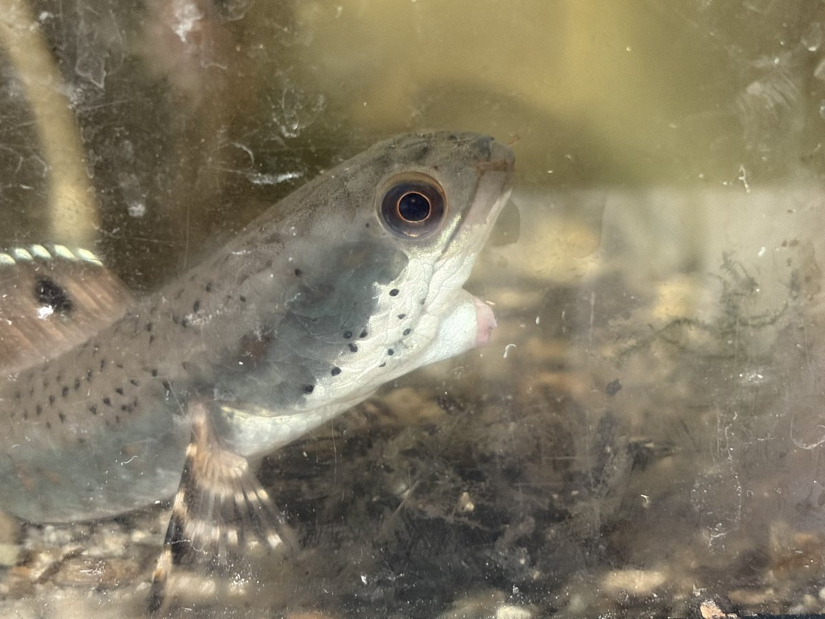顎チンチン魚