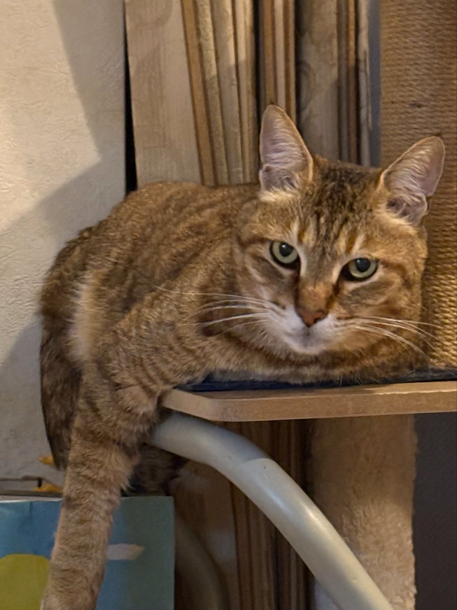 えどねこ tweet media