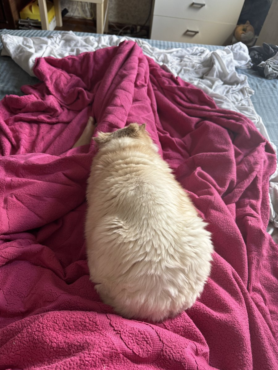 1000chertey's tweet photo. Котячья булковость https://t.co/mX9xys75ws