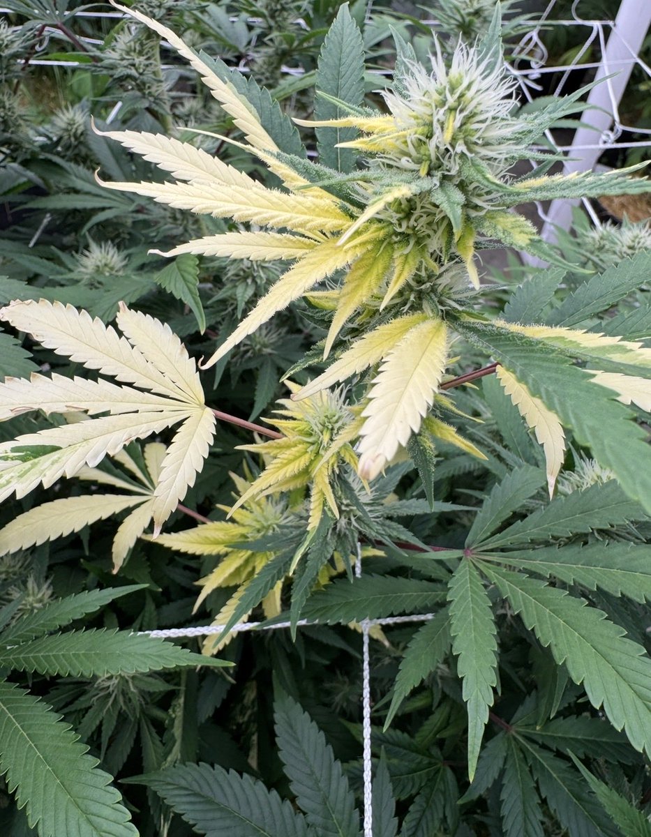 Tree One Five tweet media