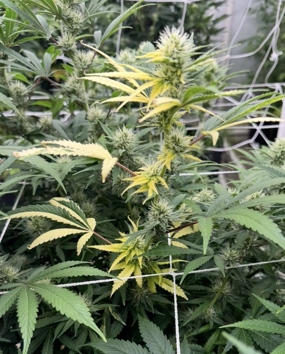 Tree One Five tweet media