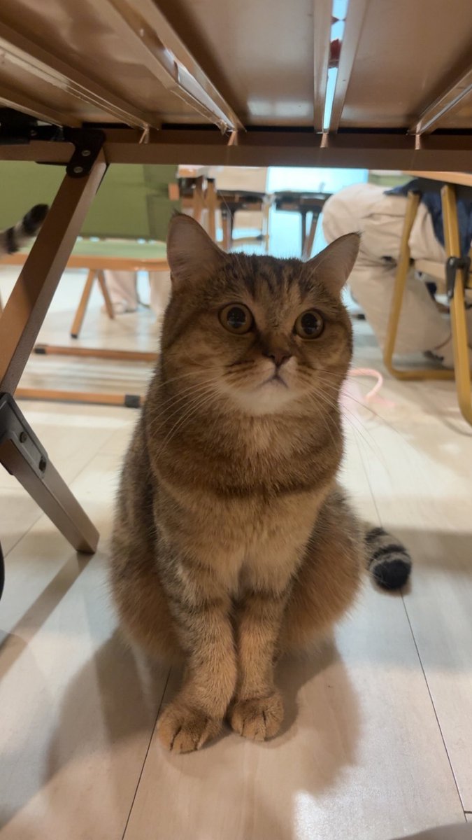 miso ‎ꫂ᭪݁ tweet media