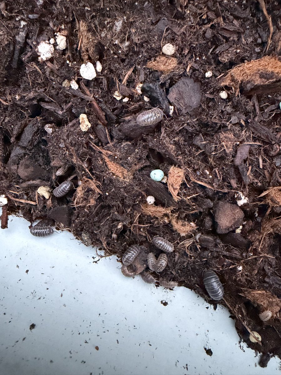 Chris E. Teigen tweet media