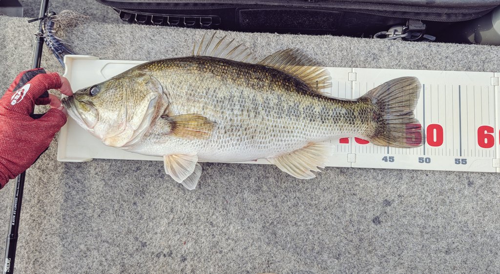 Yuki_Yamada0102's tweet image. ちょい寒、午後雨の池原でした😘
相変わらず活性は高く、サイズ選ばなければたくさん釣れる感じでした🤤✨
1本だけ50ジャストが釣れました☀️
ネコリグでした🐾
#バス釣り
＃池原ダム
#Y企画