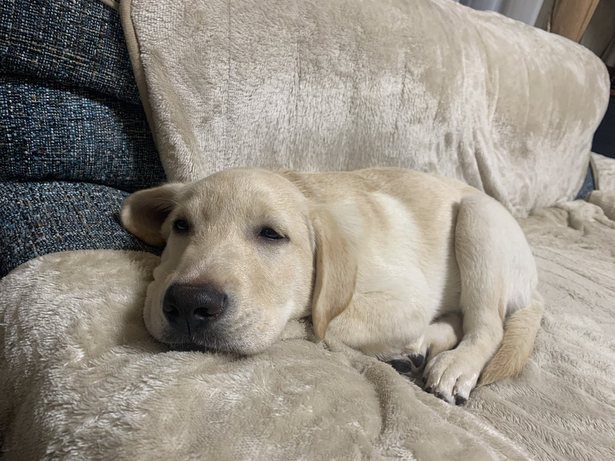 最近ﾍﾟｼｬってなってるﾖｰｸｼｬﾃﾘｱ見つけて思わずフォローしたけど
エルも一枚だけ、パピーの頃のﾍﾟｼｬショットあった