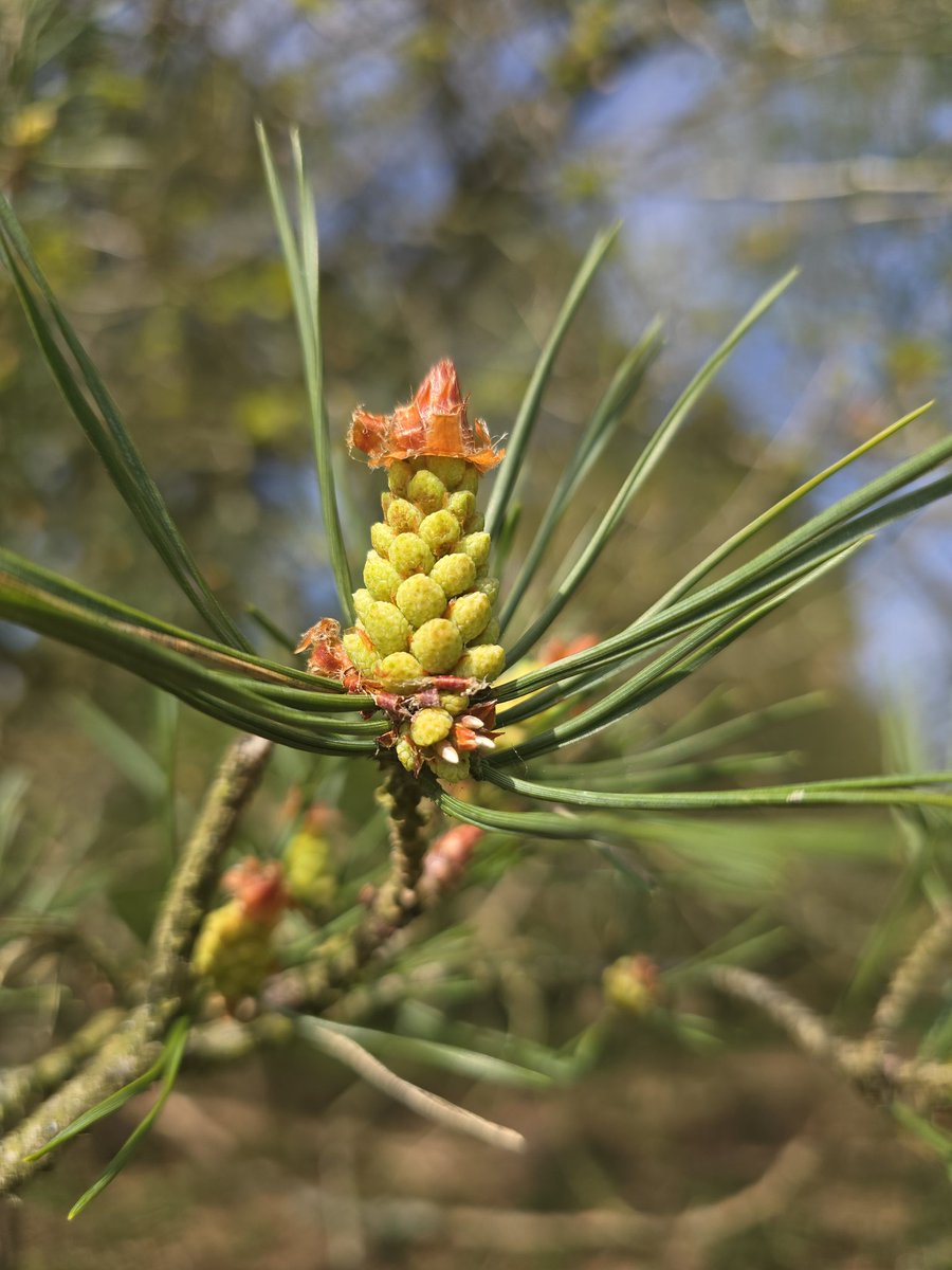 LawnMasterNotts's tweet image. Day 1396 of #IansDailyPhotoChallenge and were on set for the 🧚‍♂️🧚‍♀️remake of  #HarryPotter by @jk_rowling
They were just sorting (hat) the next scene at PINEwood Studios
Am I a genius or just Dumb(ledore)? 😝 🧙‍♀️🪄🎥🎬🤦‍♂️
#365DaysWild @Nottswildlife @WildlifeTrusts