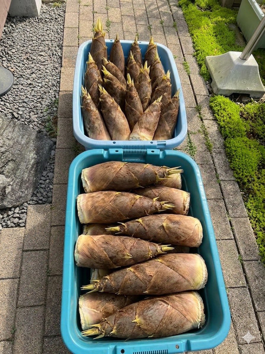naoki9111's tweet photo. 今日は毎年恒例タケノコ掘り‼️親父の知り合いの山で掘ったタケノコ⛰️ https://t.co/oskSgSFysq