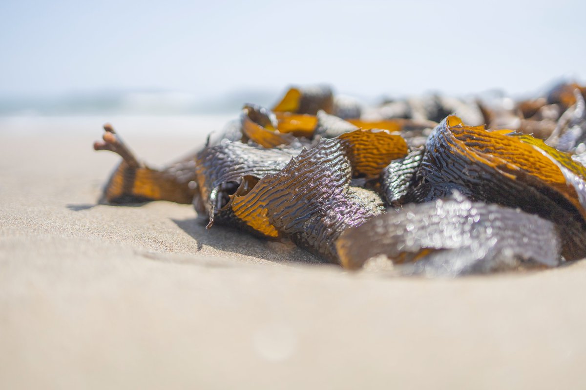 おおせのはま tweet media