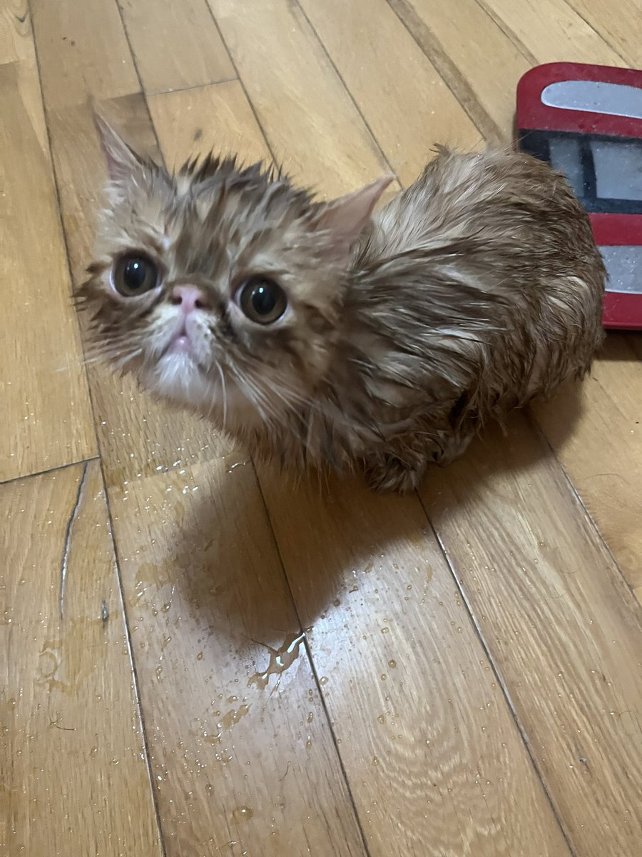 桃師範代🍑と赤影ロビン🦅と麦塾長🌾 tweet media