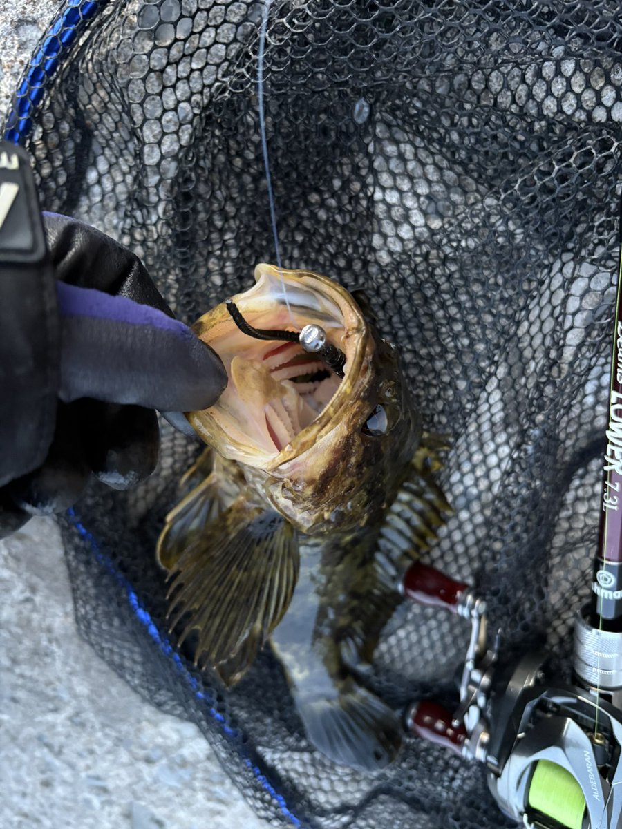 rikimaru5281's tweet image. 本日の藻場ゲー

勝利✌️🤣

 #Fishman 
 #LOWER73L
 #大島商店
 #ジャバピンスリムロング
 #しげるブラック