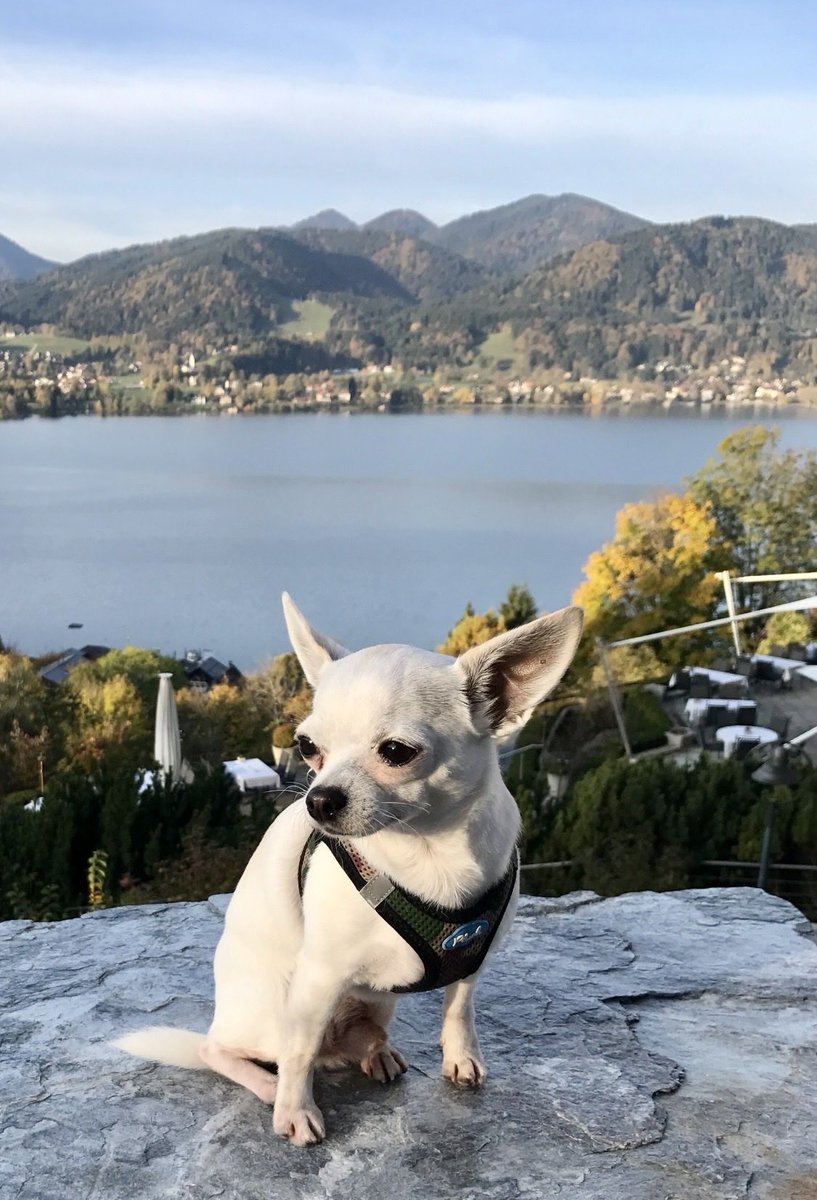 OrthopaeDenker tweet media