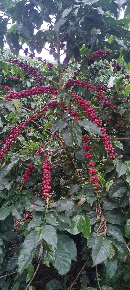 bighawksvictor's tweet image. Ruiru is a hybrid variety. This means that it's a combination of desirable traits from different parents (Not self pollinated)

Advantages; 

-It's early maturing (18 months after planting)
- It's resistant to diseases (Coffee leaf rust and coffee berry disease)

#coffee
