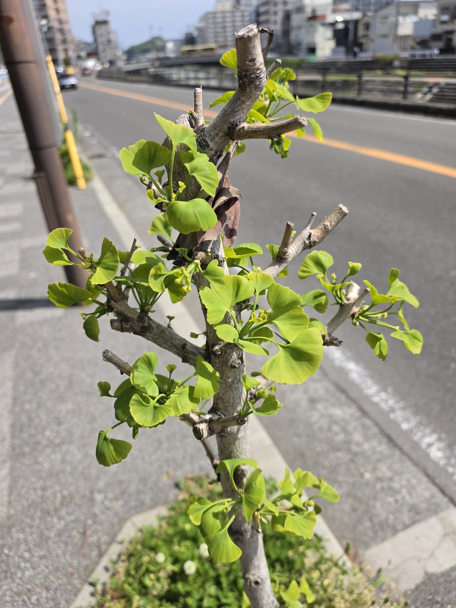 Kioski｜ 105kg→72kg｜51歳で33kgの減量に成功💪🏻 tweet media