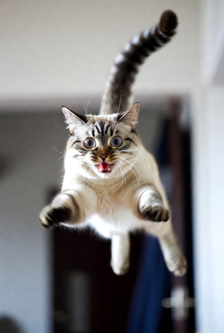 clediafg's tweet photo. Sabe o verdadeiro pulo do gato? Ele nunca foi sorte, sempre foi treino. 
#cat #realcat  #gato #grok https://t.co/c3u7IRpYCk