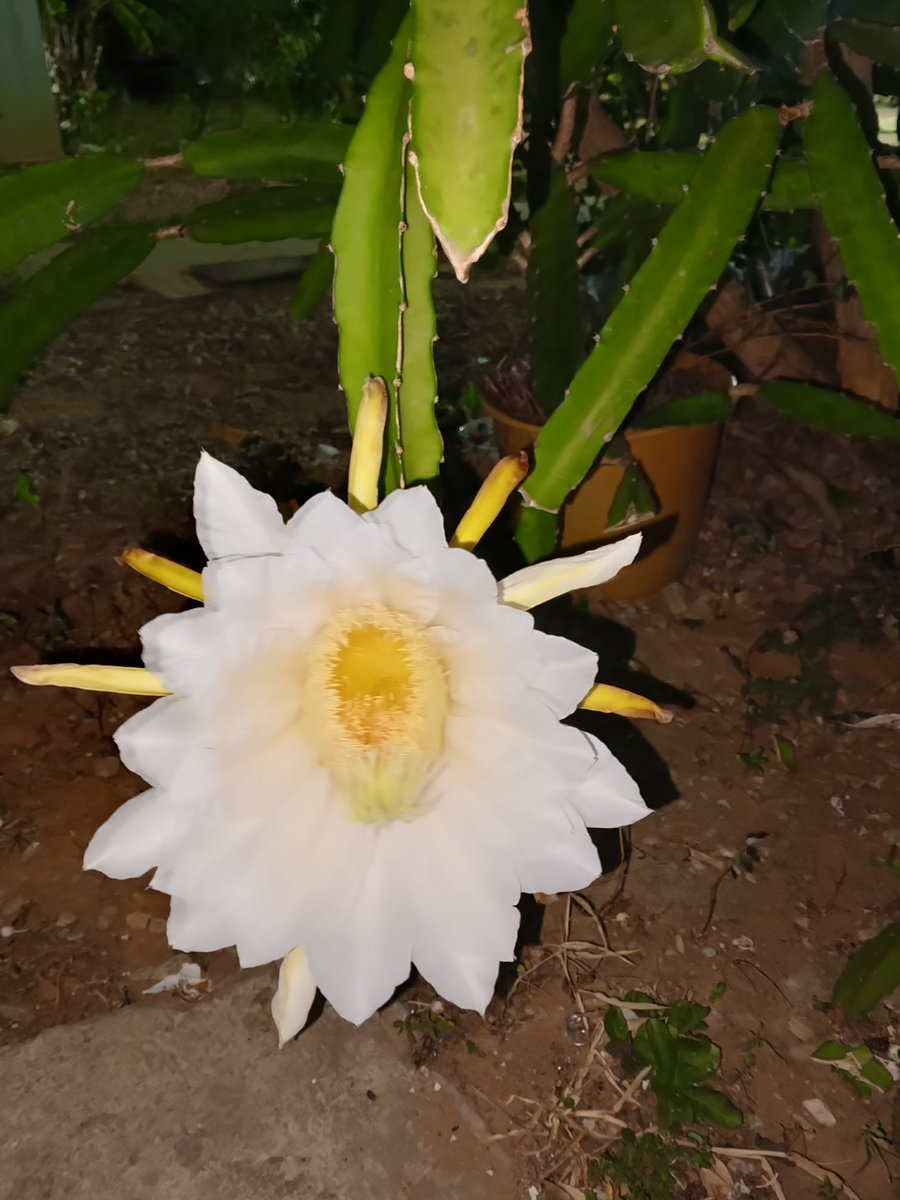 P_act_versatil tweet media