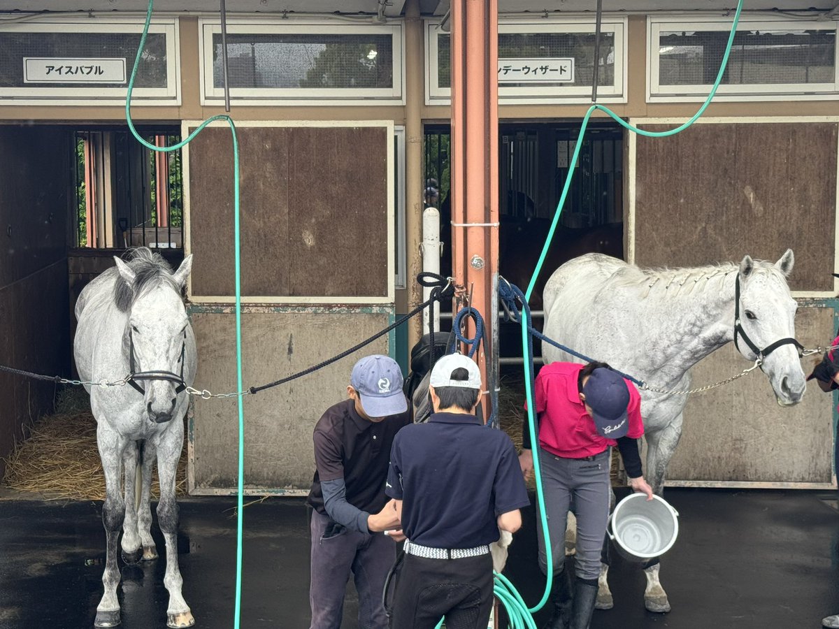 ベンガンさん　デカくない？
#アイスバブル
#ベンガン
#誘導馬
#小倉競馬場