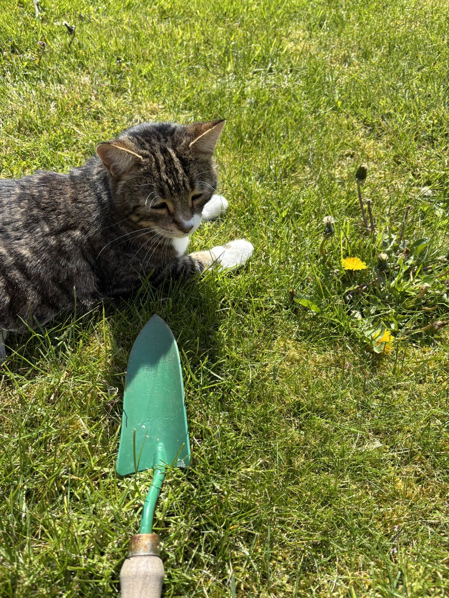 SoxandD's tweet image. It’s a beautiful #sundayfunday and I’m helping mummy in the garden… 🪴 🪏 
What would she do without me..? 🤔 😹

Have a lovely #sunday evfurryone- love Sox 🧦 🌹🌼😻💐❤️⭐💕🐾

#catsoftwitter #catsofX #hedgewatch #sundaythoughts #SundayMotivation