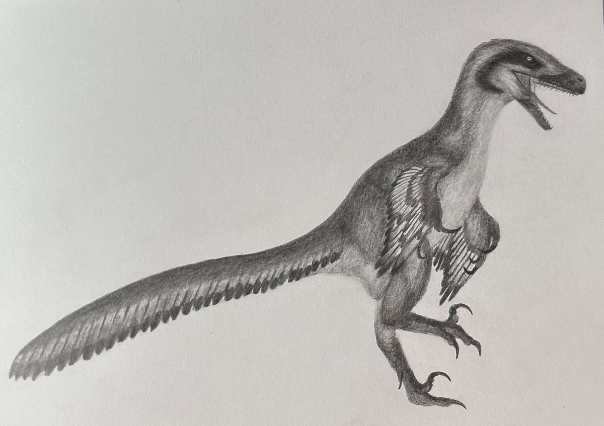 elitroraptor's tweet photo. @PALE0PUNK Here’s a few recent ones I did. I illustrate Dromaeosaurs 😁 https://t.co/yfe2RXh22f