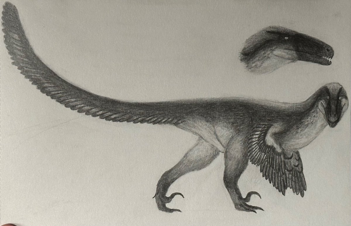 elitroraptor's tweet photo. @PALE0PUNK Here’s a few recent ones I did. I illustrate Dromaeosaurs 😁 https://t.co/yfe2RXh22f