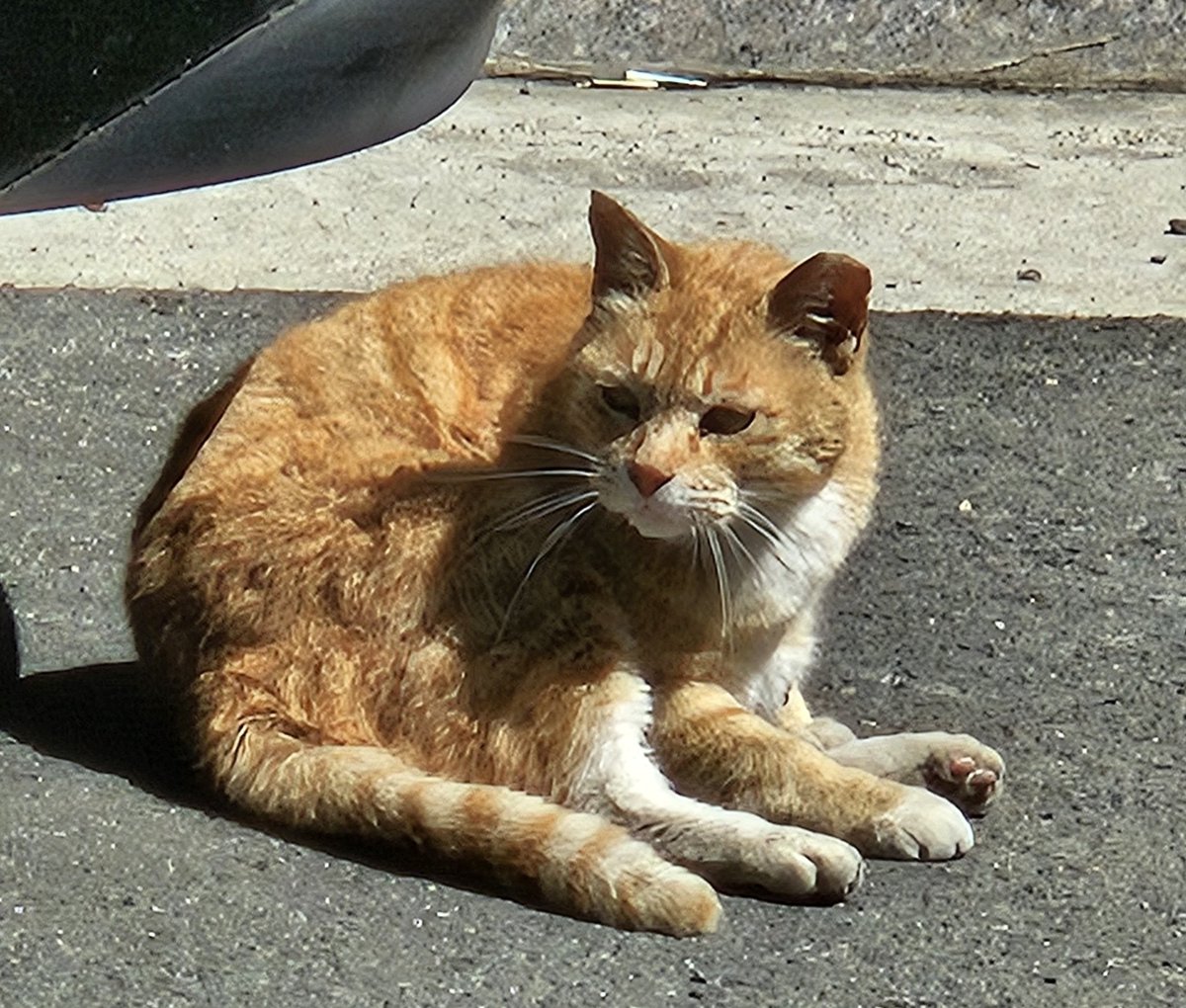 🍅ྀི tweet media