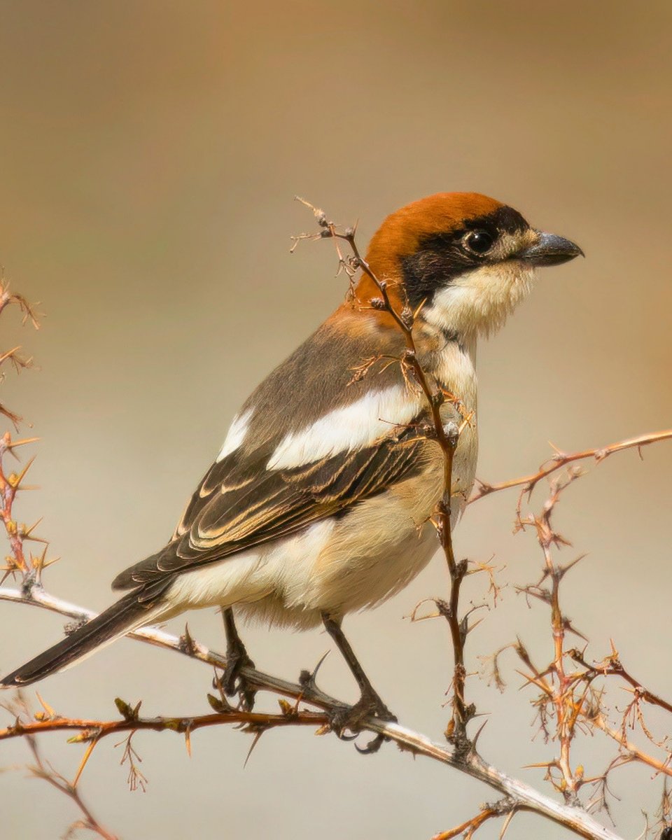 Milli Parklar tweet media