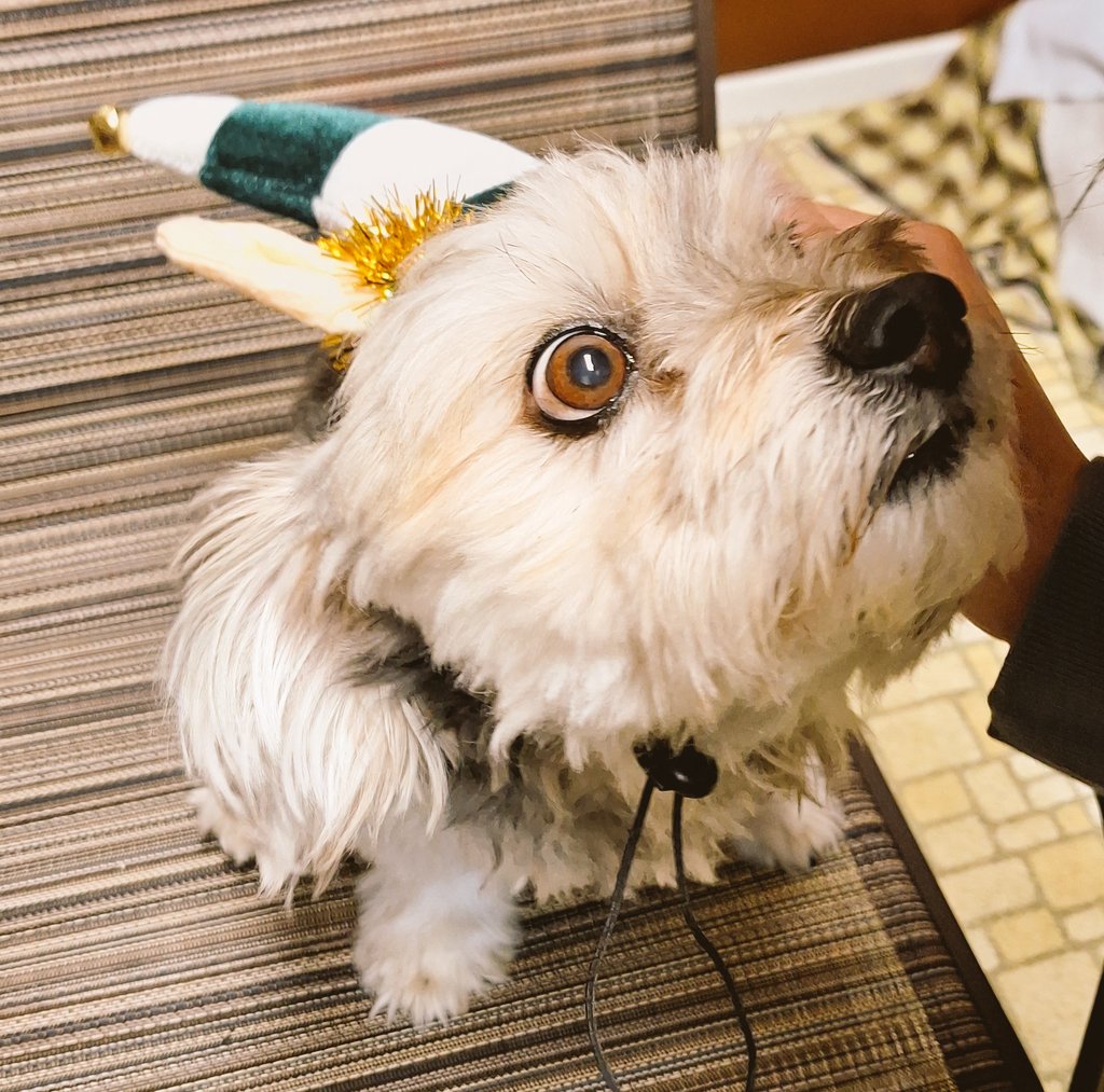 iCarlyFan2009's tweet image. "👂LISTEN👂"
Lucy Need Lots Of Dog Stuff &amp;amp; Food, So please support Lucy, My Pet Dog Fundraiser: 
"To Donate by Cash App, Please 'SEND' to: cash.app/$Kayyuen48
#animallover #HelpingAnimals
#doglove #DogDay (3)
⬇️I want to have a Future⬇️
   "Christmas2023    |  New Years2024"