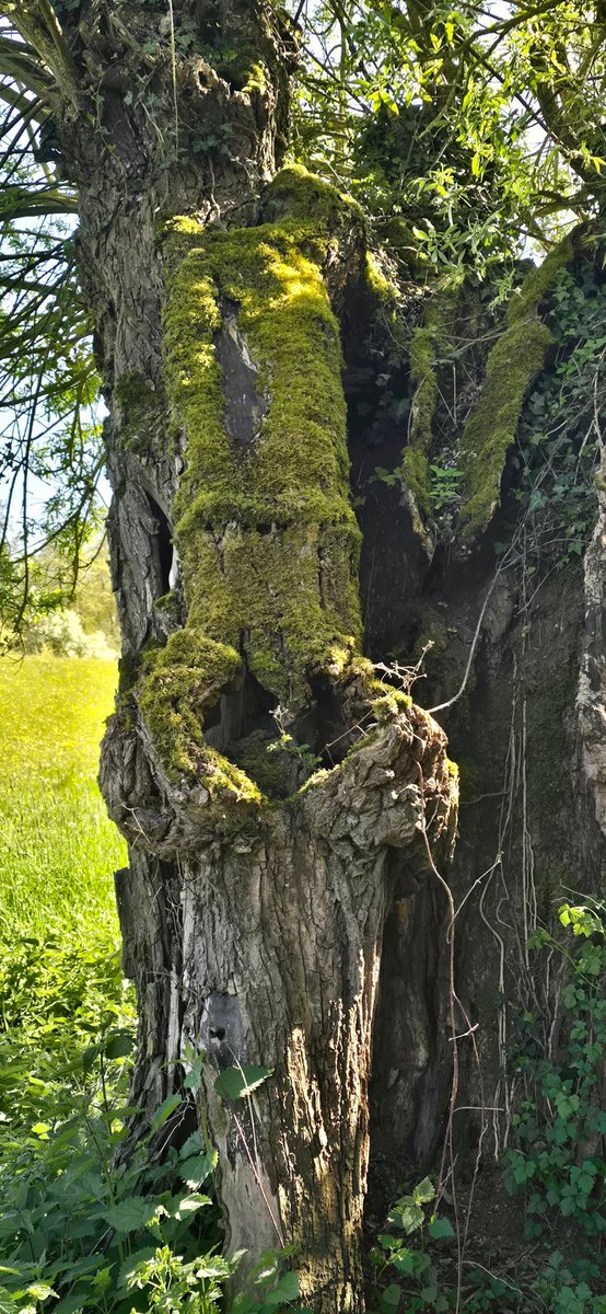 moonaaa's tweet photo. Fijne zondag allemaal ☀️☕️
Every picture tells a story
#trees #treefriend https://t.co/70brOrKnQJ