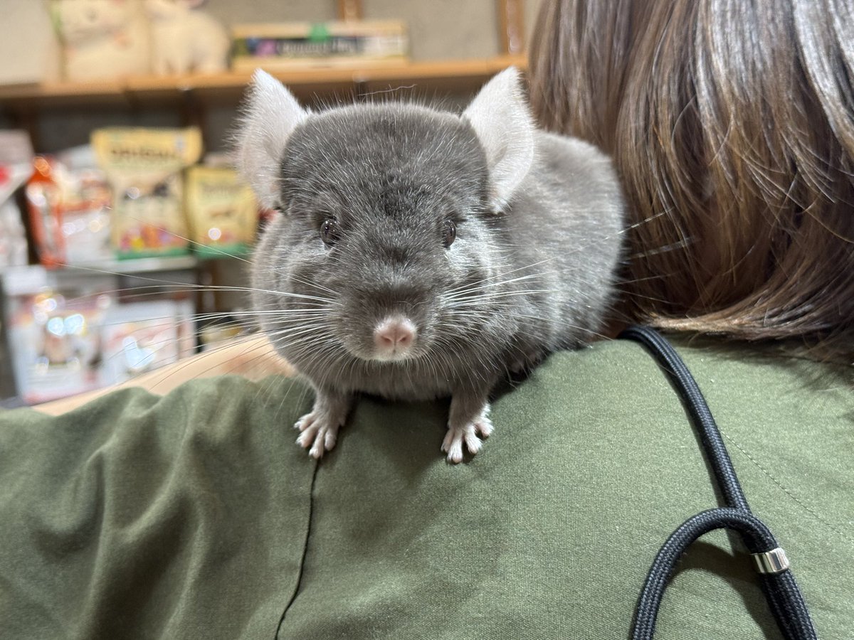 nettai_club's tweet image. 🐾ご家族さま募集中🐾

◻︎チンチラ
◻︎ブラウンエボニー
◻︎女の子
◻︎2025年12月生まれ

抱っこも肩乗りもお手のもの♪
大人しくて性格もいいので、初めての方にもオススメのチンチラちゃんです✨

チンチラをお探しの方はぜひ会いにきてください🤎

#チンチラ
#ペット
#吉祥寺