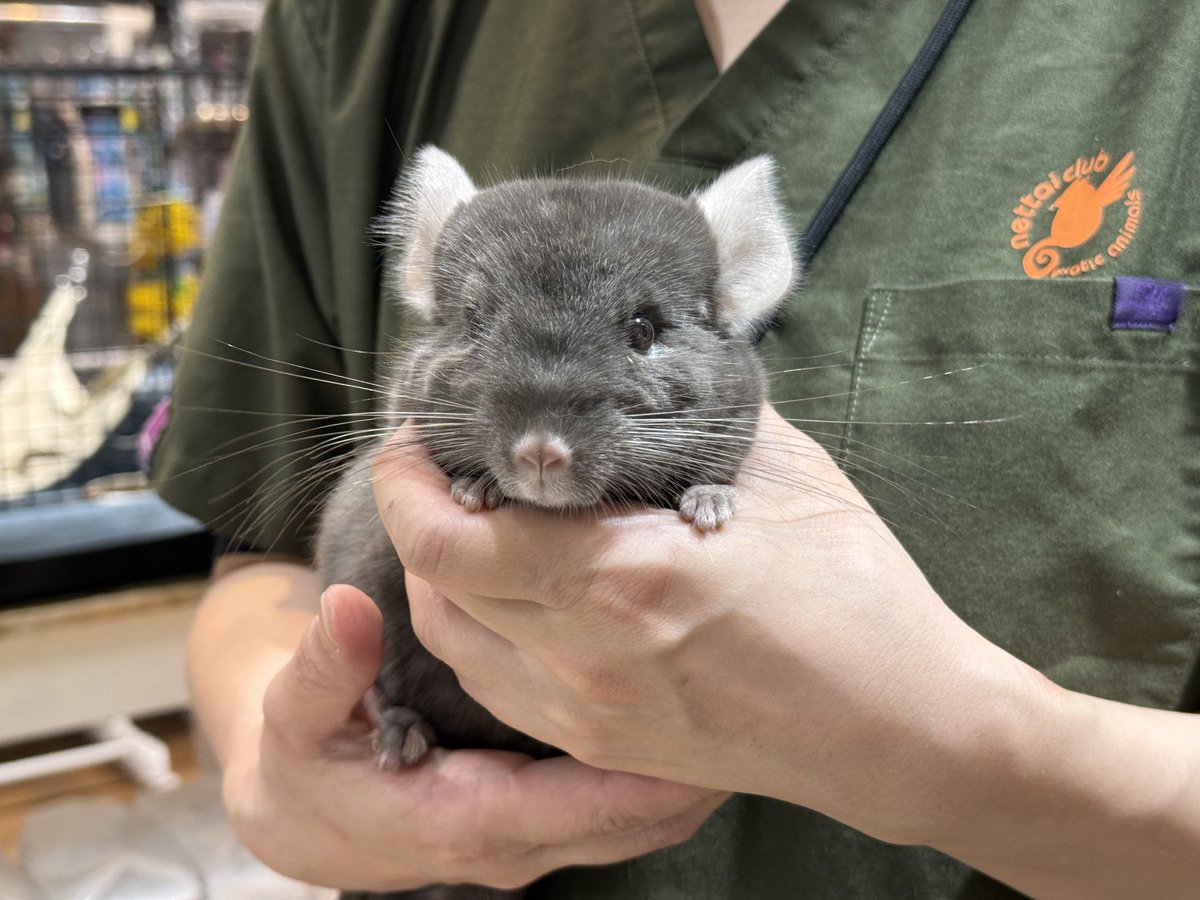 nettai_club's tweet image. 🐾ご家族さま募集中🐾

◻︎チンチラ
◻︎ブラウンエボニー
◻︎女の子
◻︎2025年12月生まれ

抱っこも肩乗りもお手のもの♪
大人しくて性格もいいので、初めての方にもオススメのチンチラちゃんです✨

チンチラをお探しの方はぜひ会いにきてください🤎

#チンチラ
#ペット
#吉祥寺