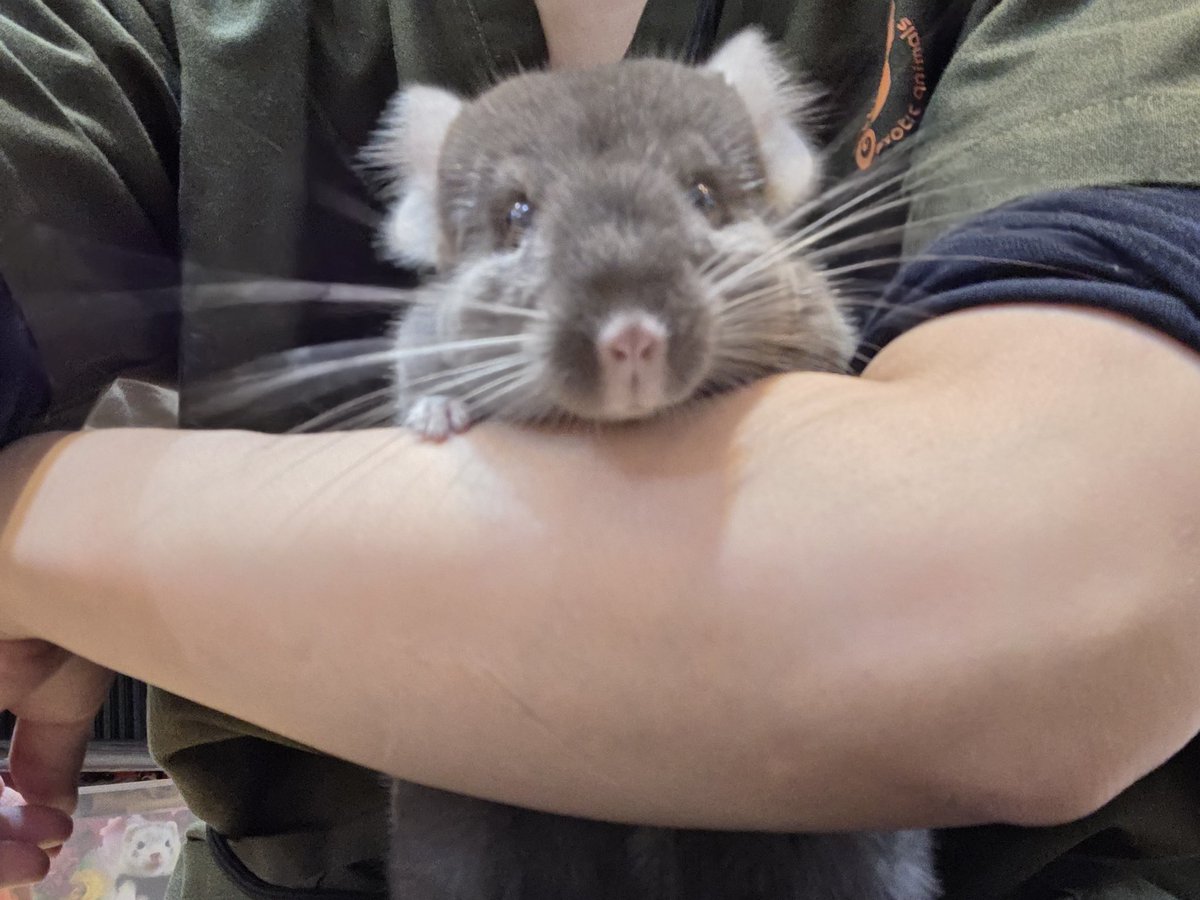 nettai_club's tweet image. 🐾ご家族さま募集中🐾

◻︎チンチラ
◻︎ブラウンエボニー
◻︎女の子
◻︎2025年12月生まれ

抱っこも肩乗りもお手のもの♪
大人しくて性格もいいので、初めての方にもオススメのチンチラちゃんです✨

チンチラをお探しの方はぜひ会いにきてください🤎

#チンチラ
#ペット
#吉祥寺