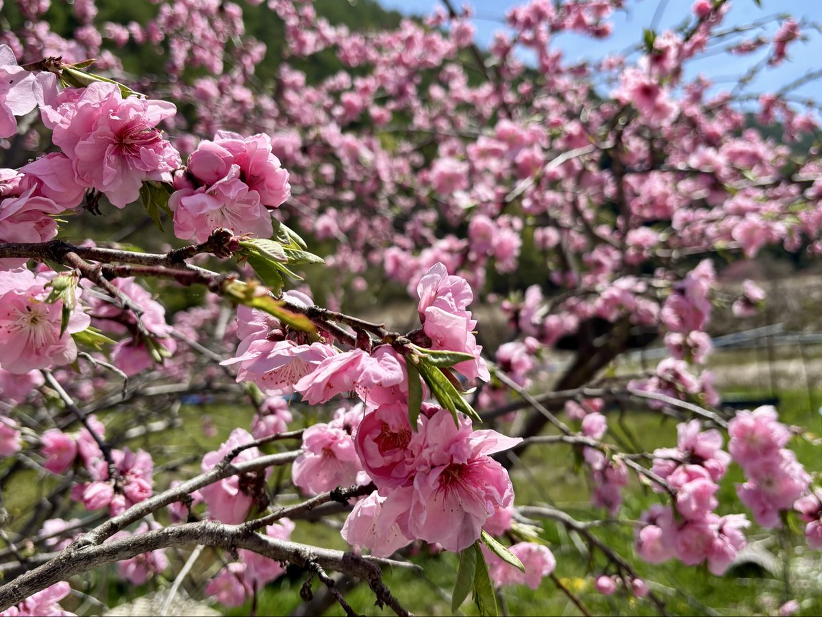 かのん tweet media